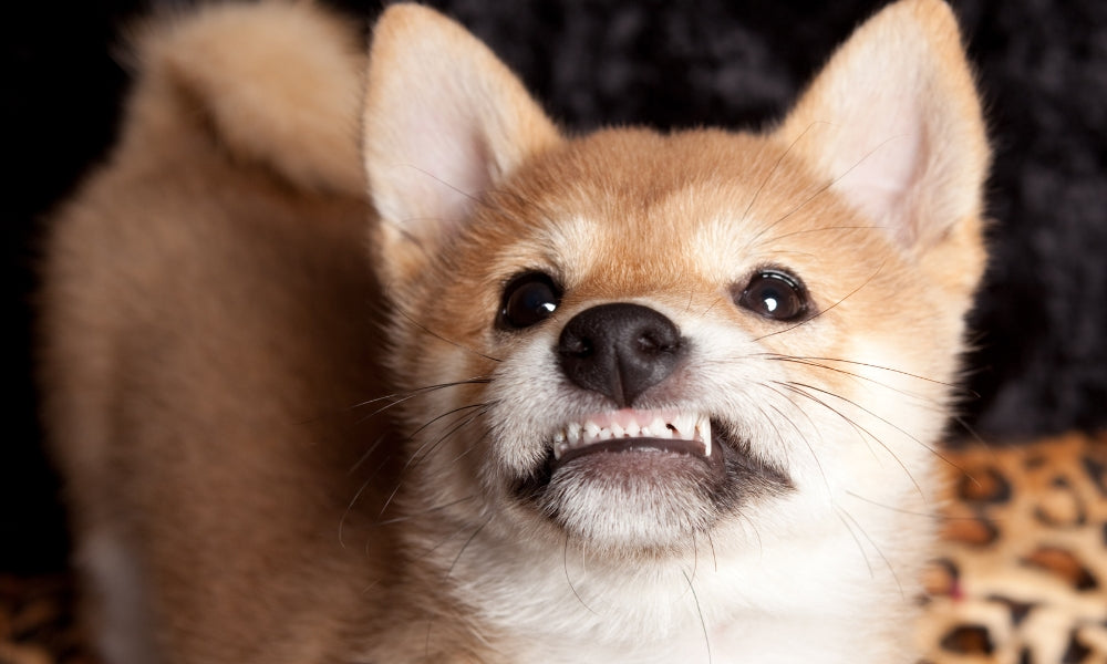 Puppy Teething: What To Expect And How To Help Your Puppy