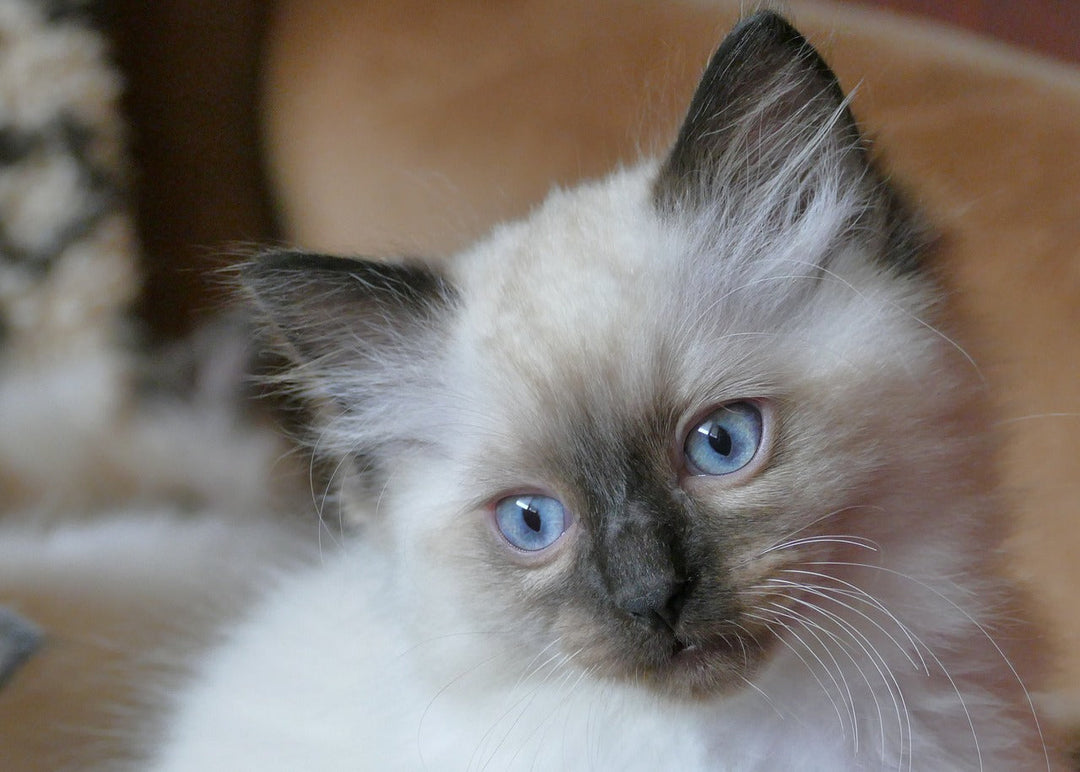 The Graceful Charm of Ragdoll Cats: CityBear