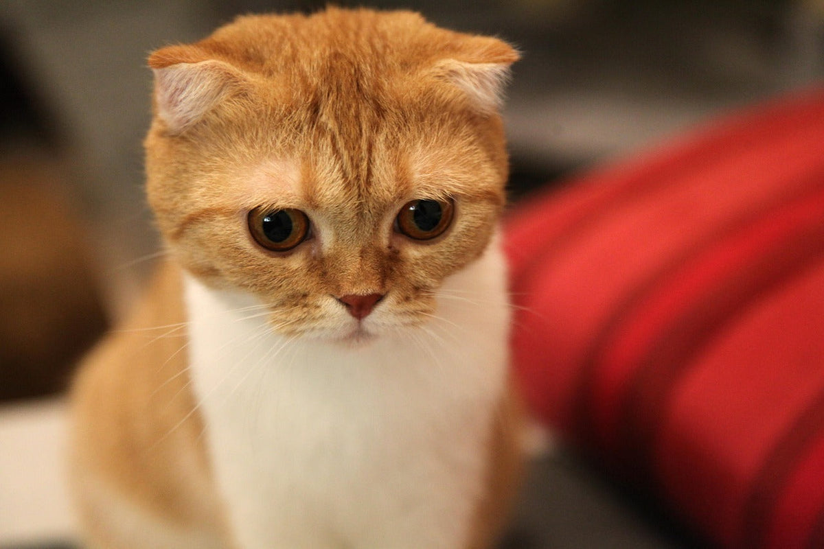 Exploring the Enigma of Scottish Fold Cats CityBear