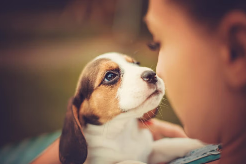 small dog looking at girl