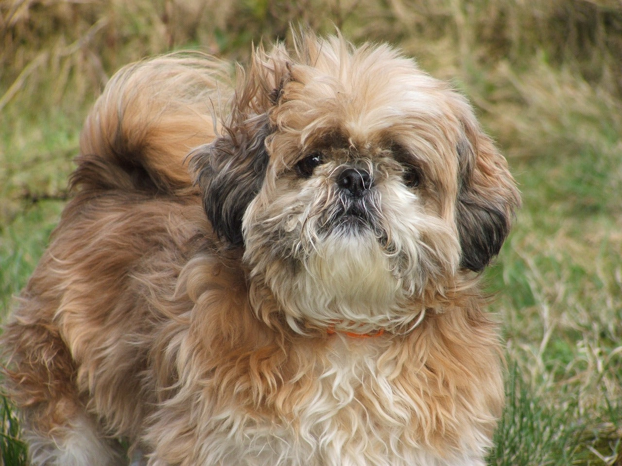 Shih Tzu: The Charming Companion Dog CityBear