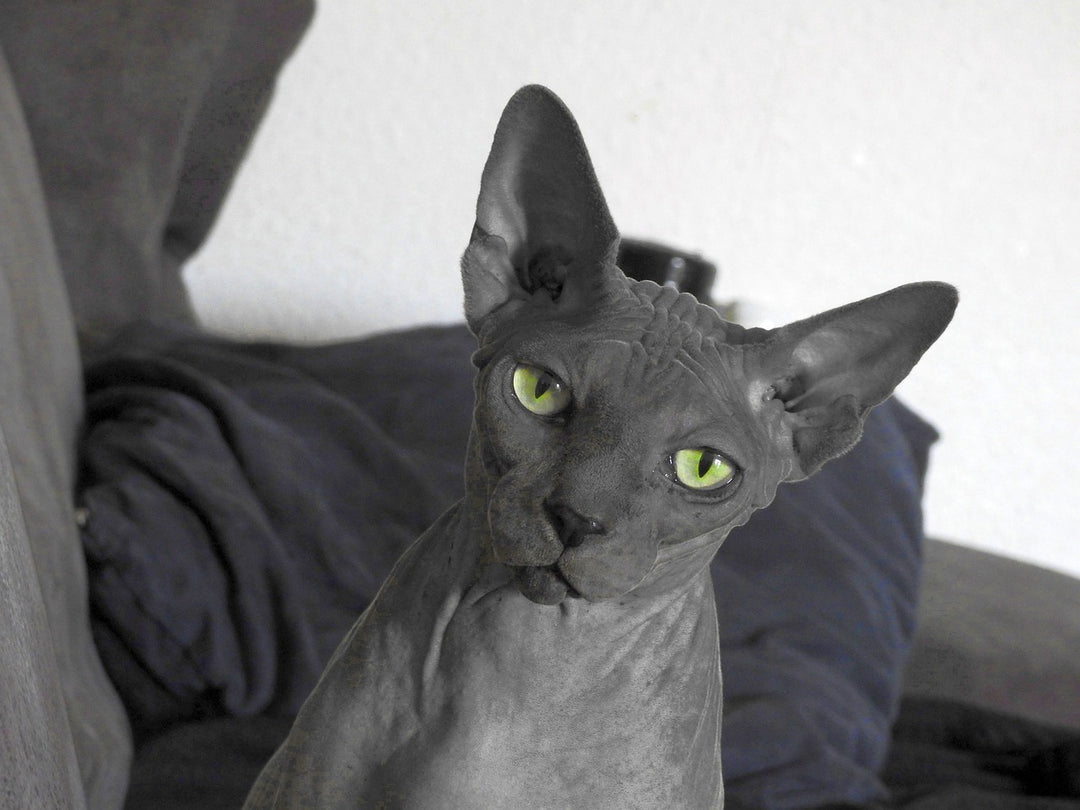 The Allure of Sphynx Cats: