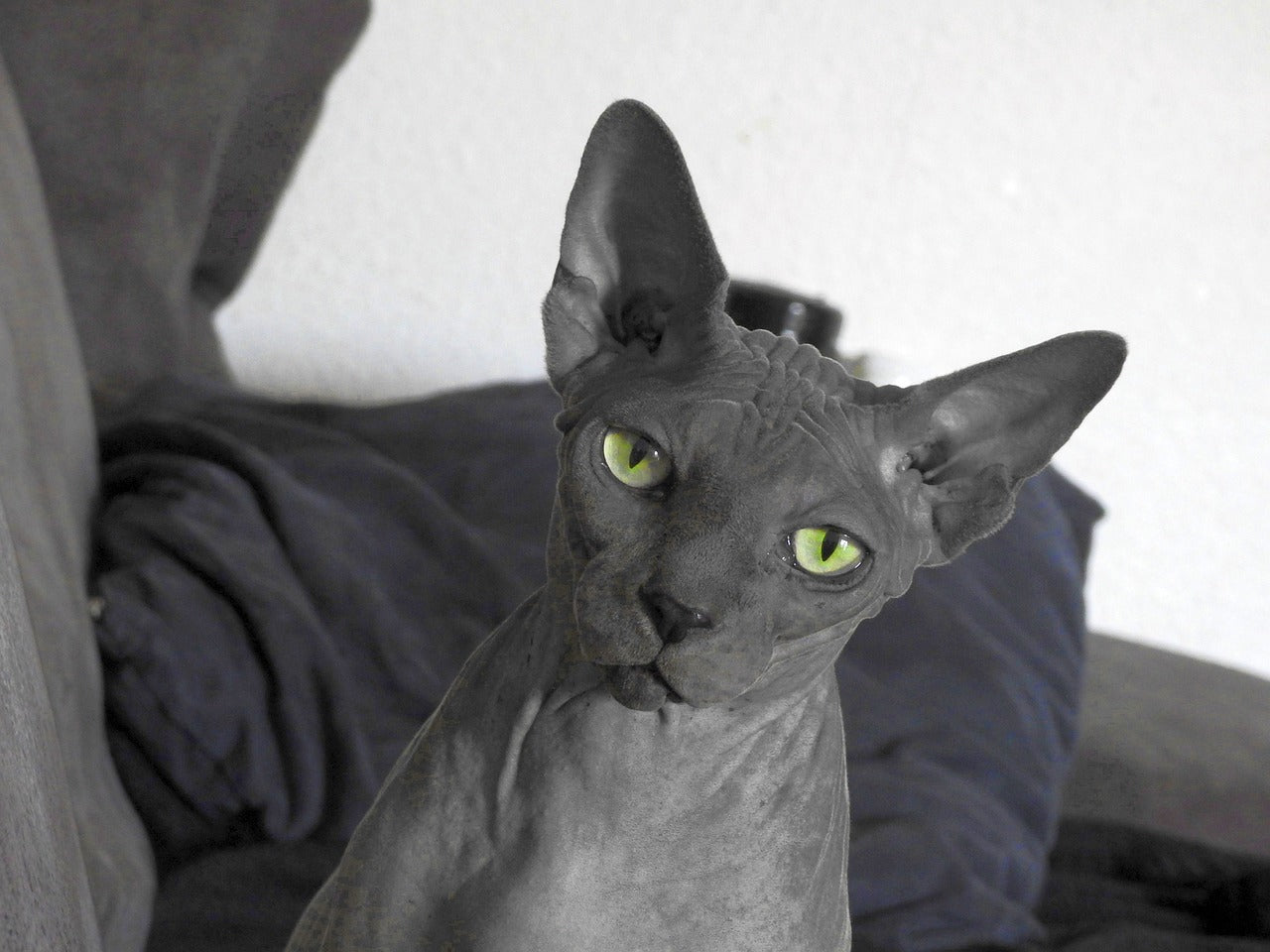The Allure of Sphynx Cats: CityBear