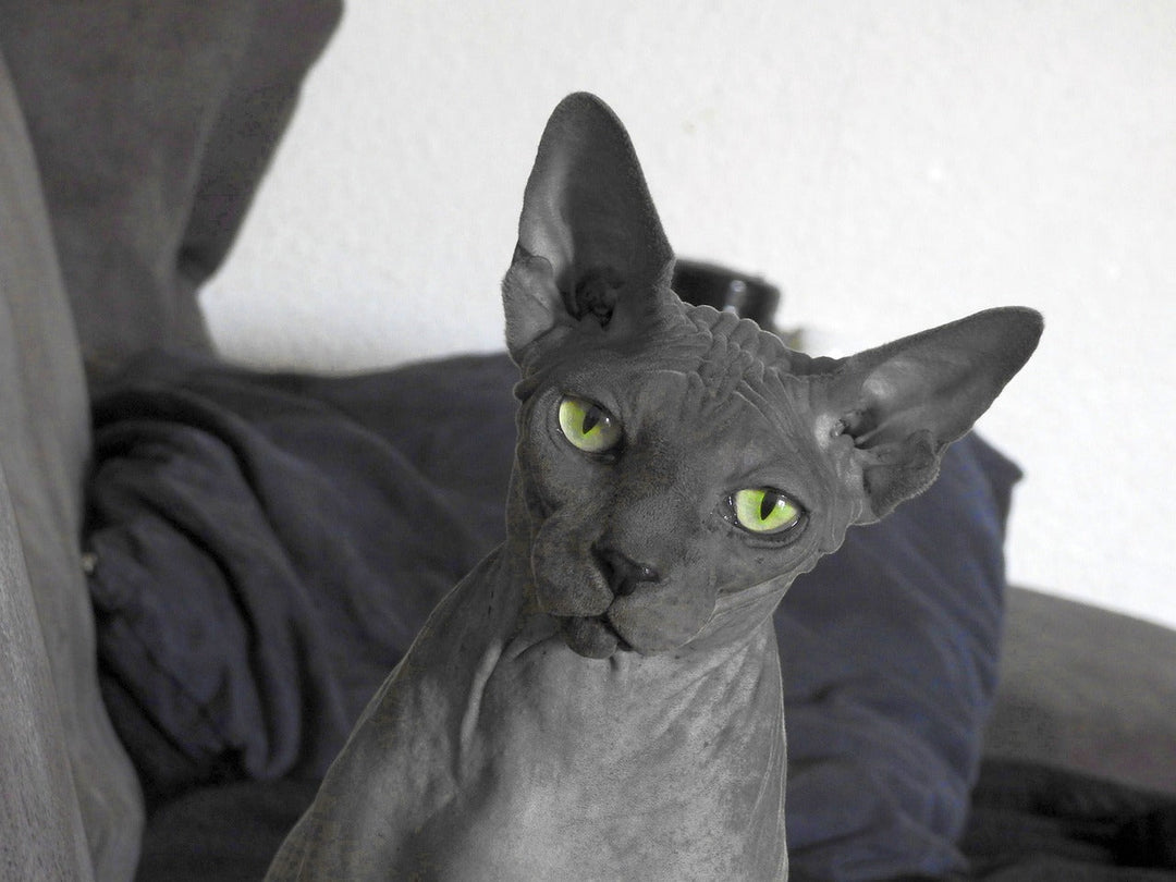 The Allure of Sphynx Cats: CityBear