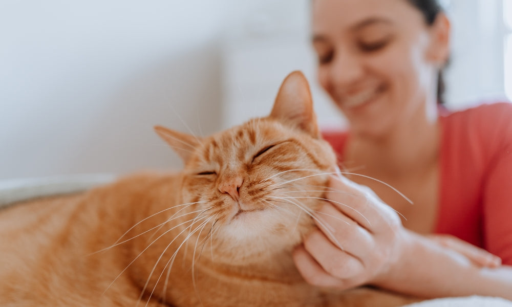 The 10 Most Affectionate Cat Breeds