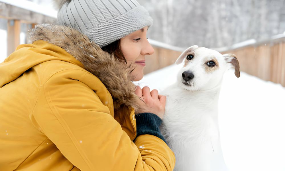 Top 10 Winter Concerns For Dogs CityBear