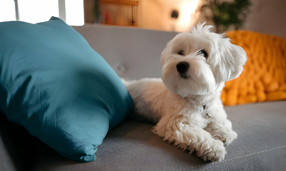 What Is The Best Dog Food For Small Dogs?