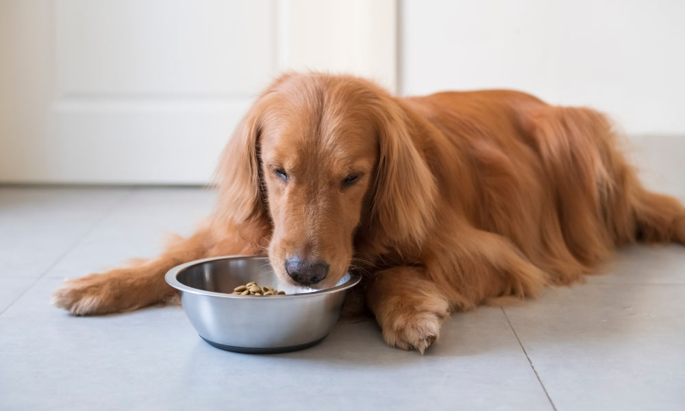 What Thanksgiving Food Can My Dog Eat And What's Not
