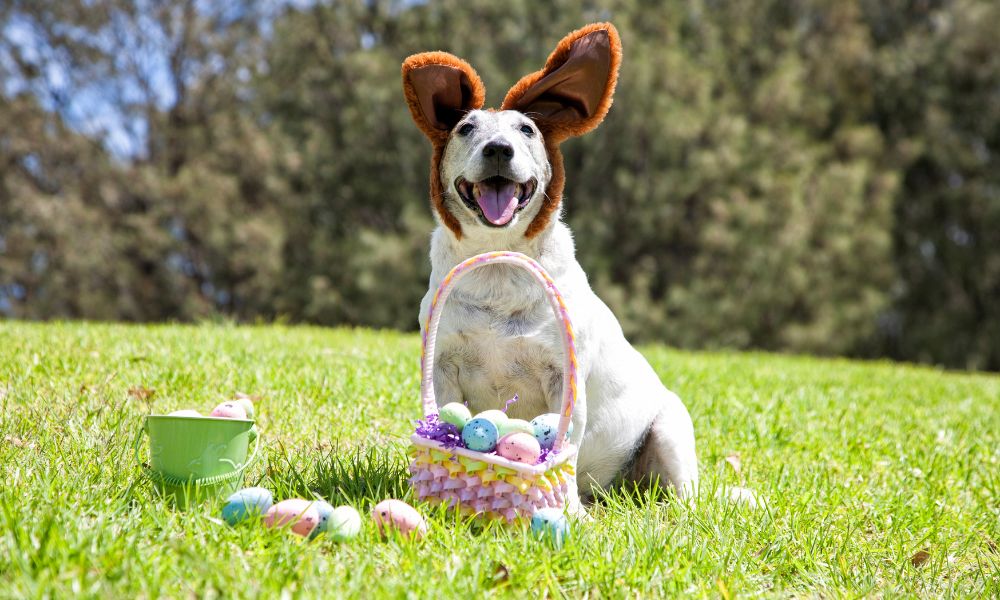 What’s In Our Dog’s Easter Basket?
