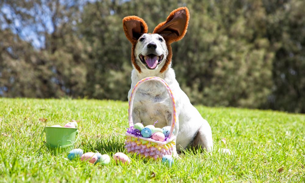 What’s In Our Dog’s Easter Basket? CityBear