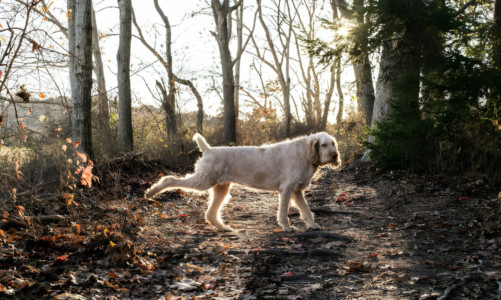 Why Do Dogs Kick The Ground After They Poop?