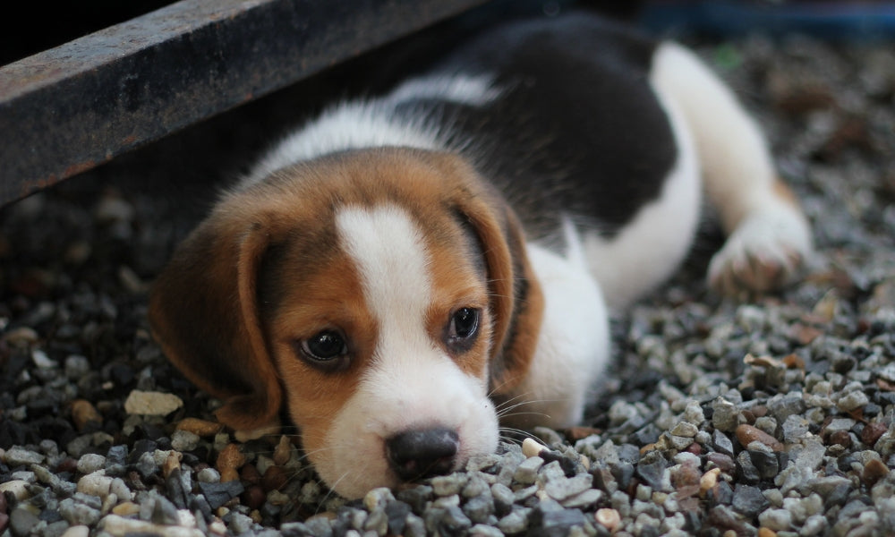 Why Do Dogs Sigh? Is This Normal?