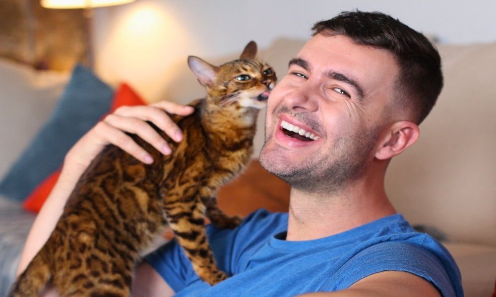 Why Does My Cat Lick Me CityBear