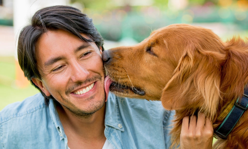 Why Does My Dog Lick Me So Much