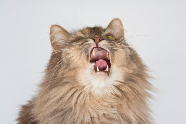 Why Is My Cat Sneezing