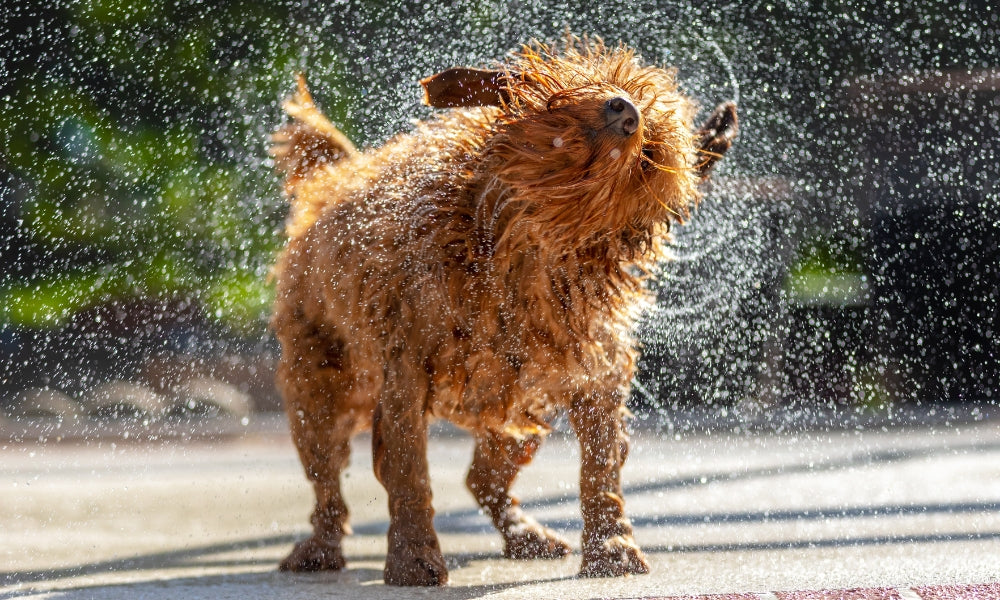 Why Is My Dog Shaking? Is This Normal?