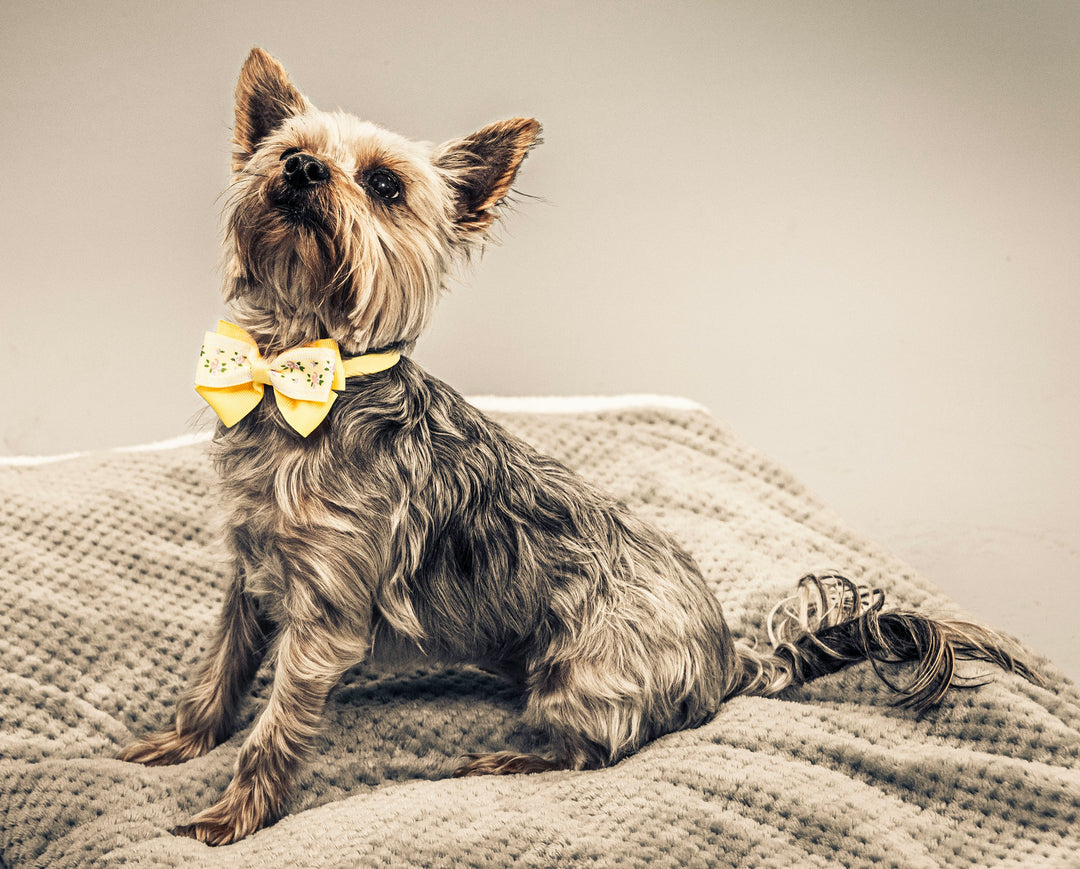 Yorkshire Terriers Make Perfect Pets