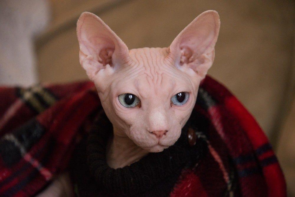 300+ Hairless Cat Names: From Classic to Quirky