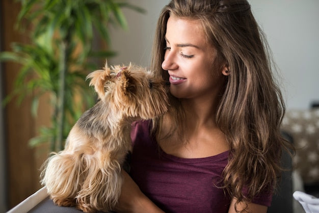 Best Small Dogs for First Time Owners CityBear