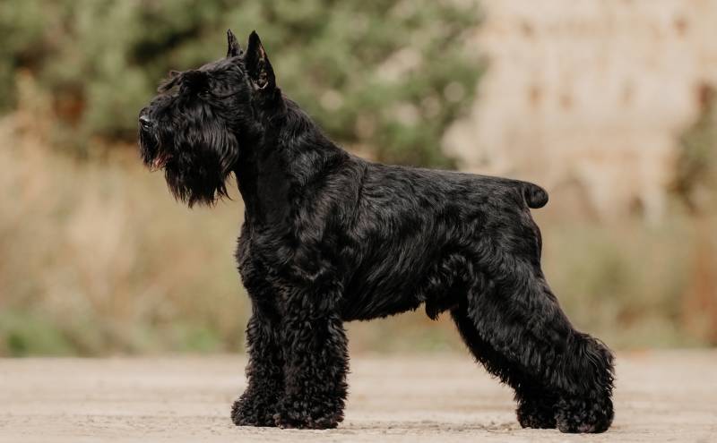 Cuddle Companions: Meet the 25 Best Small Dogs that Don’t Shed CityBear