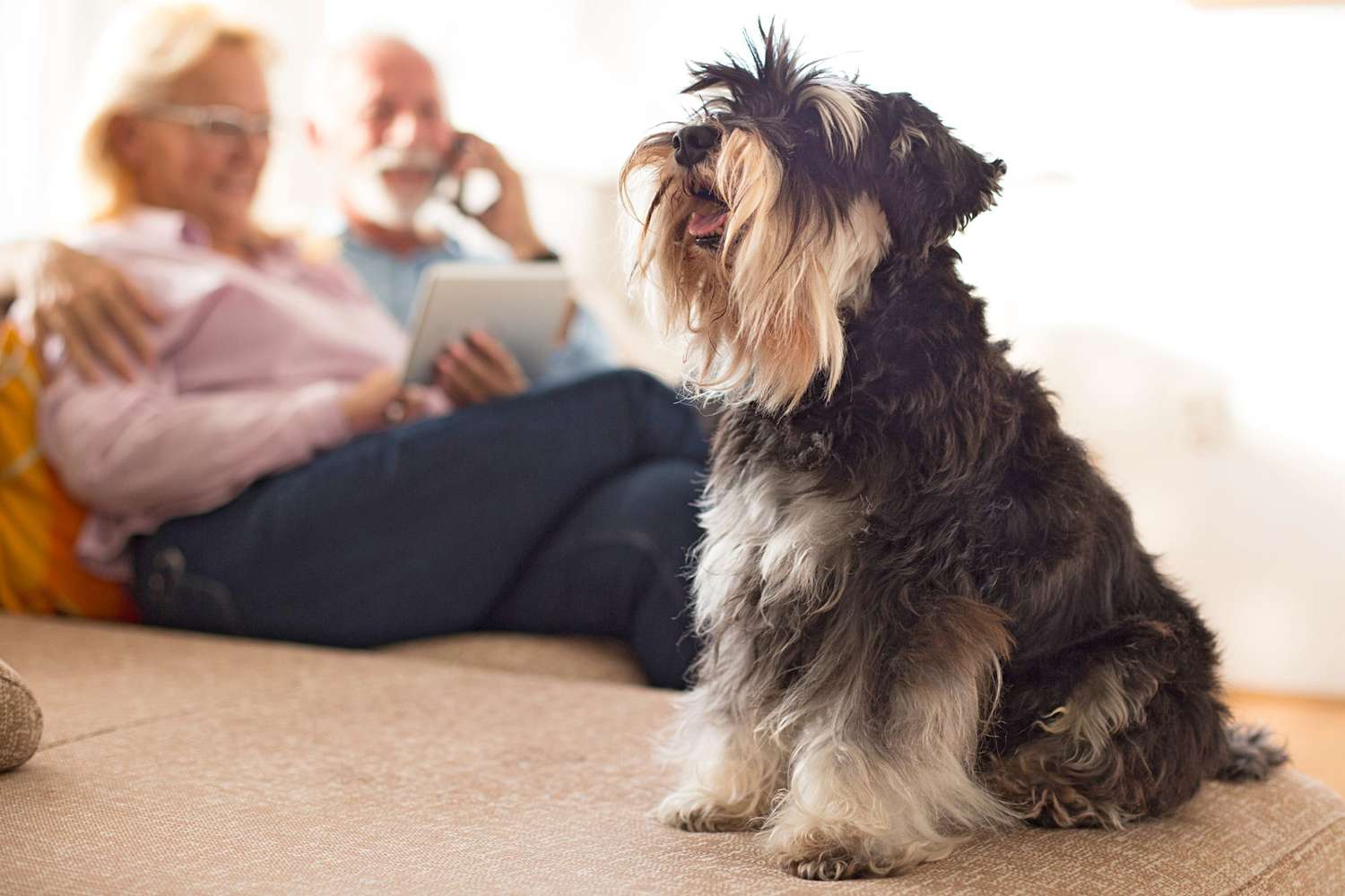 Top 10 Small Dogs Breeds for Seniors CityBear