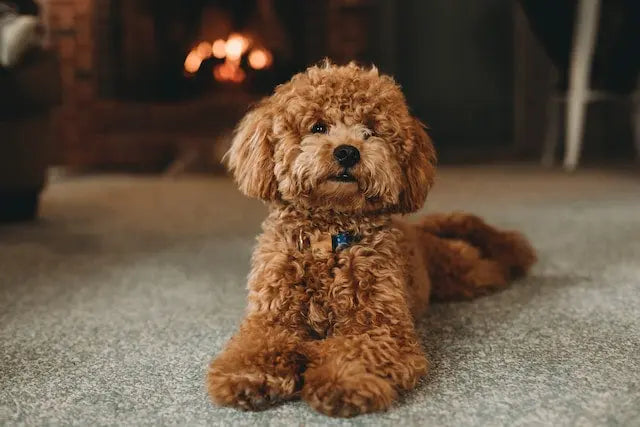 The 8 Smartest Small Dog Breeds CityBear