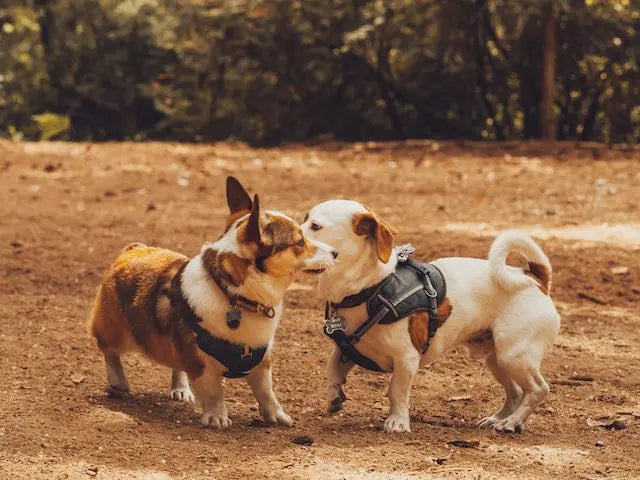 Top 10 Small Dog Breeds CityBear