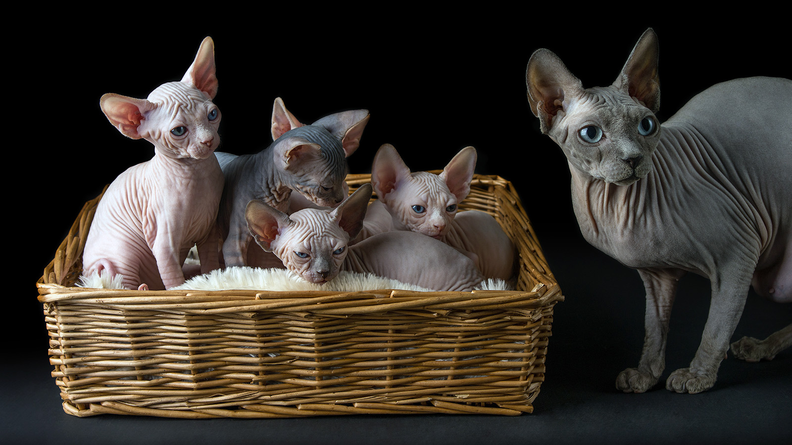 Why Sphynx Cats Make the Perfect Pet CityBear