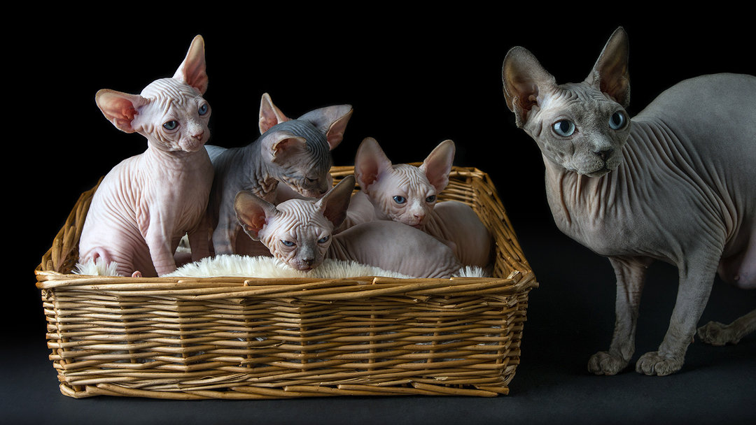 Why Sphynx Cats Make the Perfect Pet CityBear