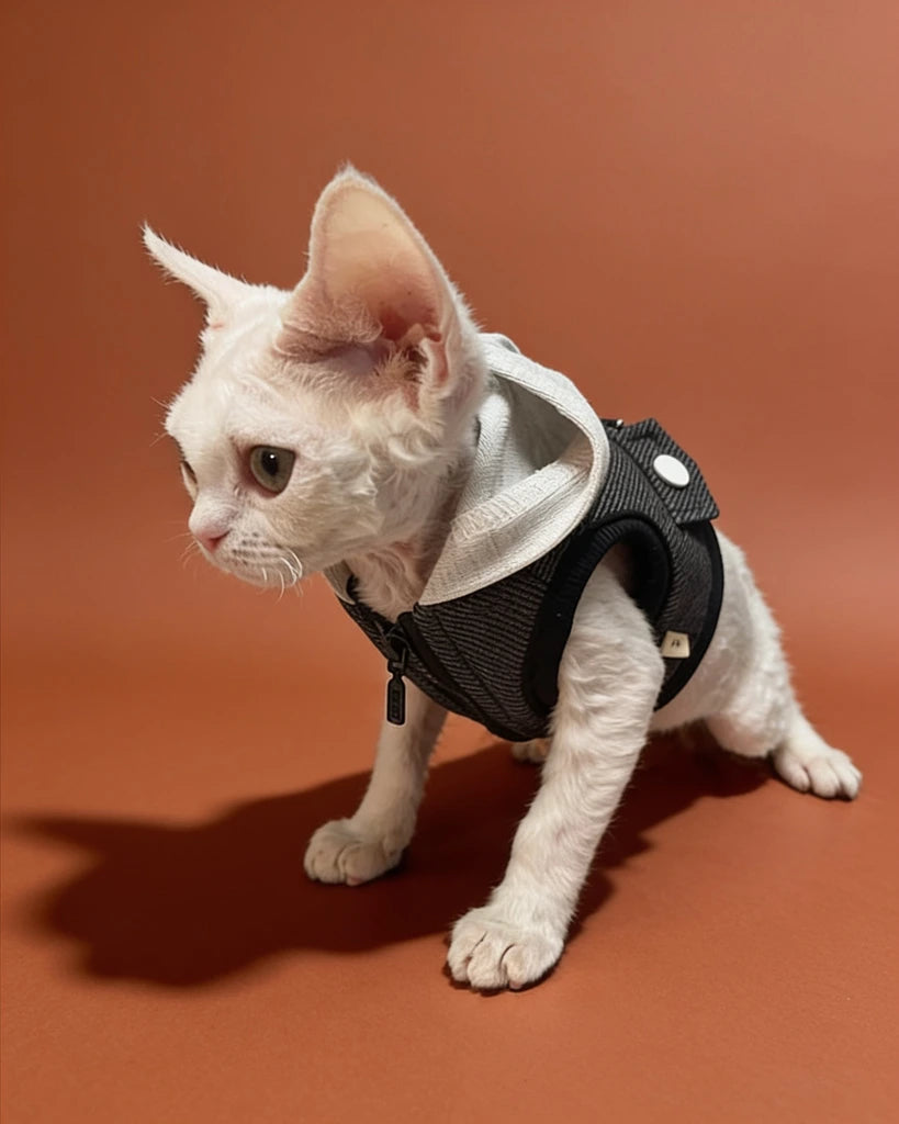 A white curly-haired cat wearing a black harness with a grey hood.