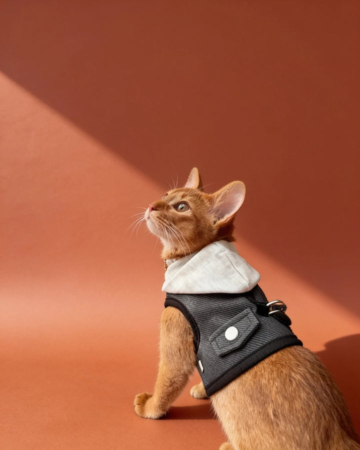 A ginger cat wearing a black harness with a light gray hood.