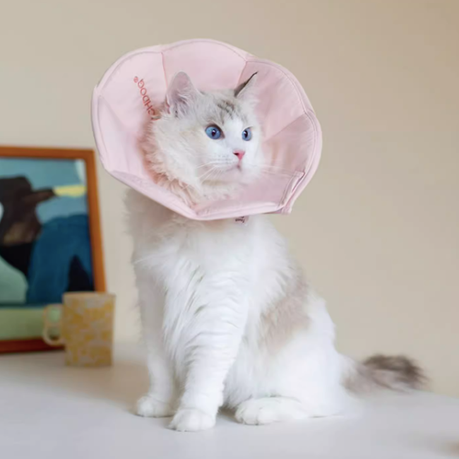 Cat wearing a pink cone collar indoors with a painting in the background