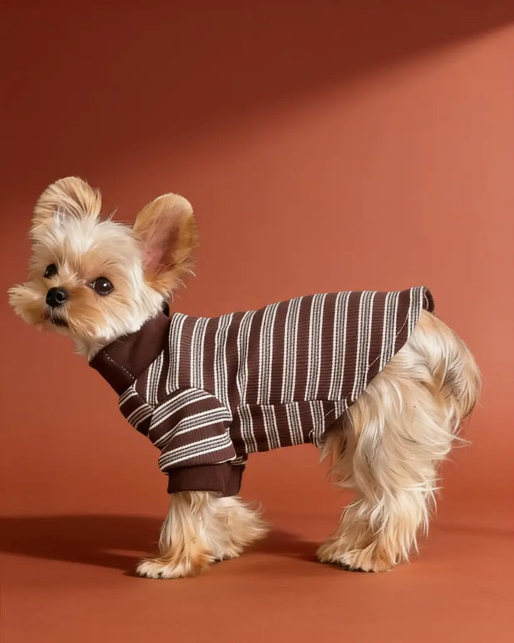 A small Yorkshire Terrier dog wearing a ribbed knit pet sweater with dark brown and beige horizontal stripes.
