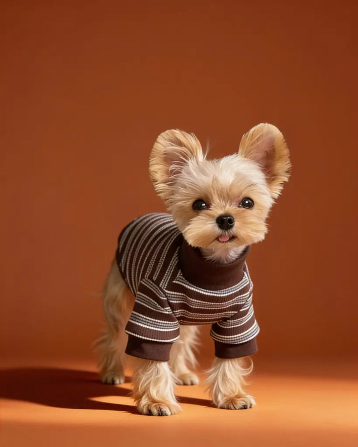 A small Yorkshire Terrier dog wearing a ribbed knit pet sweater with dark brown and beige horizontal stripes.