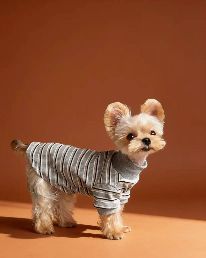 A small Yorkshire terrier dog wearing a gray ribbed turtleneck sweater with thin black and beige horizontal stripes