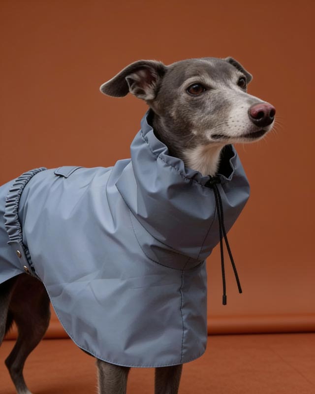 Dog wearing a light blue raincoat with a blurred natural background