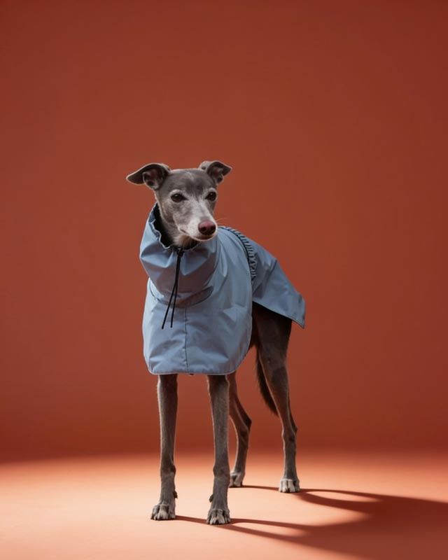 Dog wearing a light blue raincoat on a path with greenery in the background