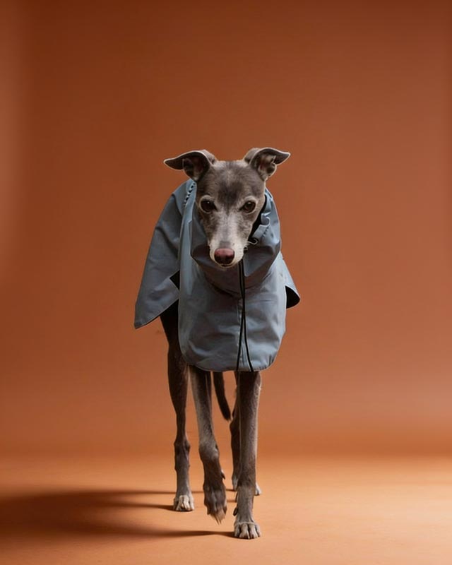 Dog wearing a light blue raincoat standing on a pebbly beach with a cloudy sky.