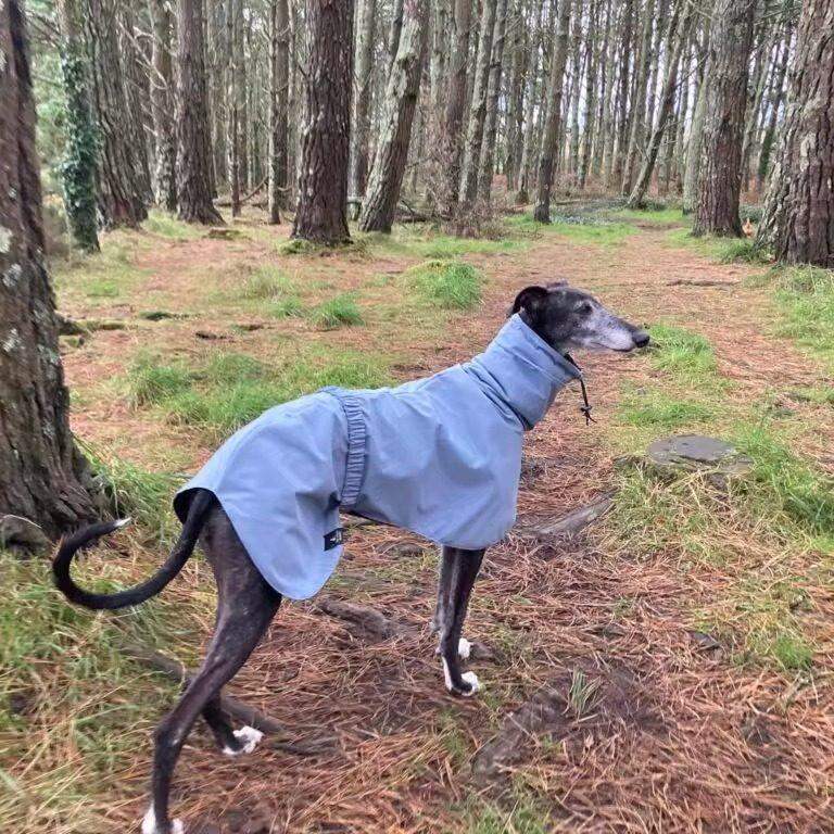 Dog wearing a light blue coat standing in a forest