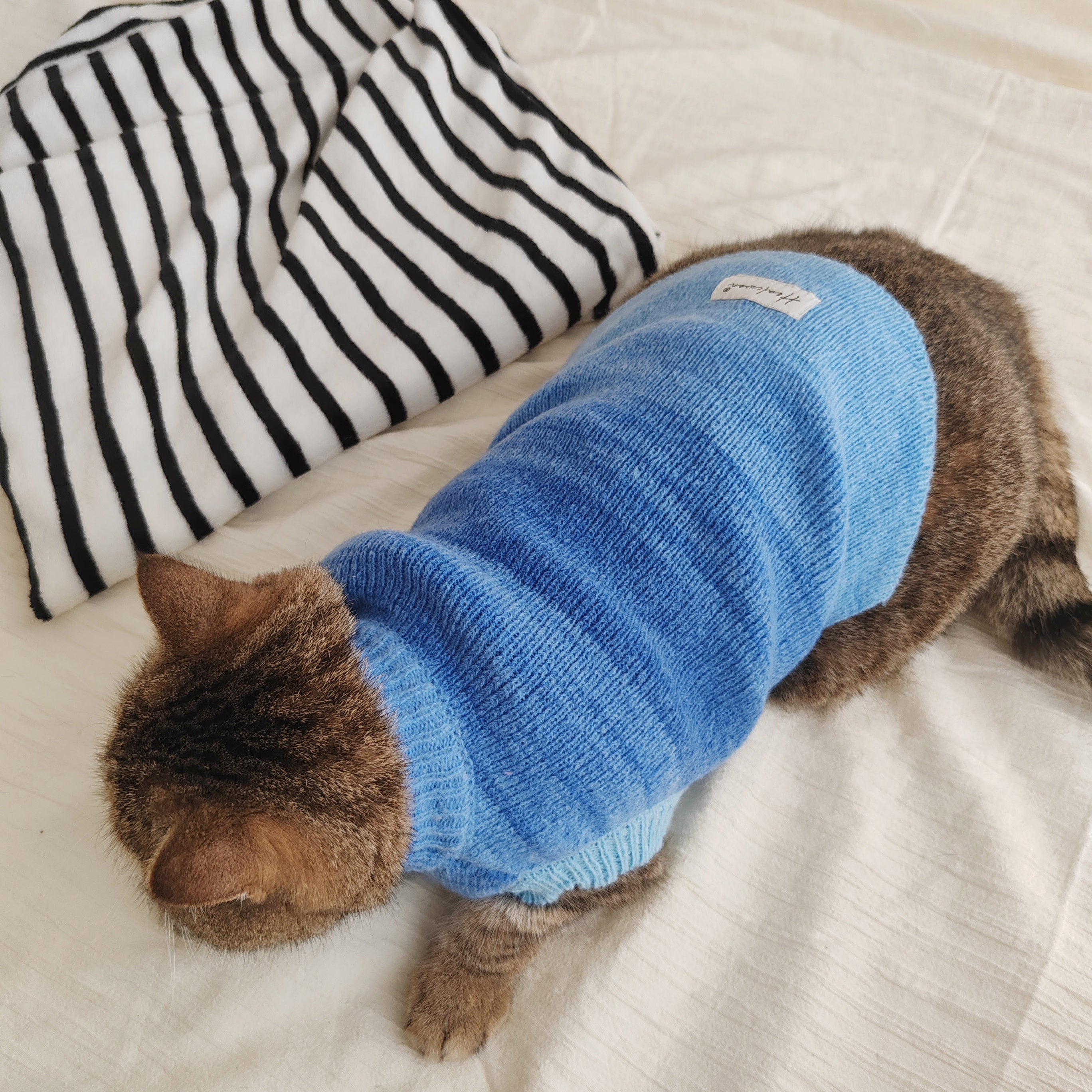 Ocean Blue Cat Human Matching Cardigan CityBear Pet L Top