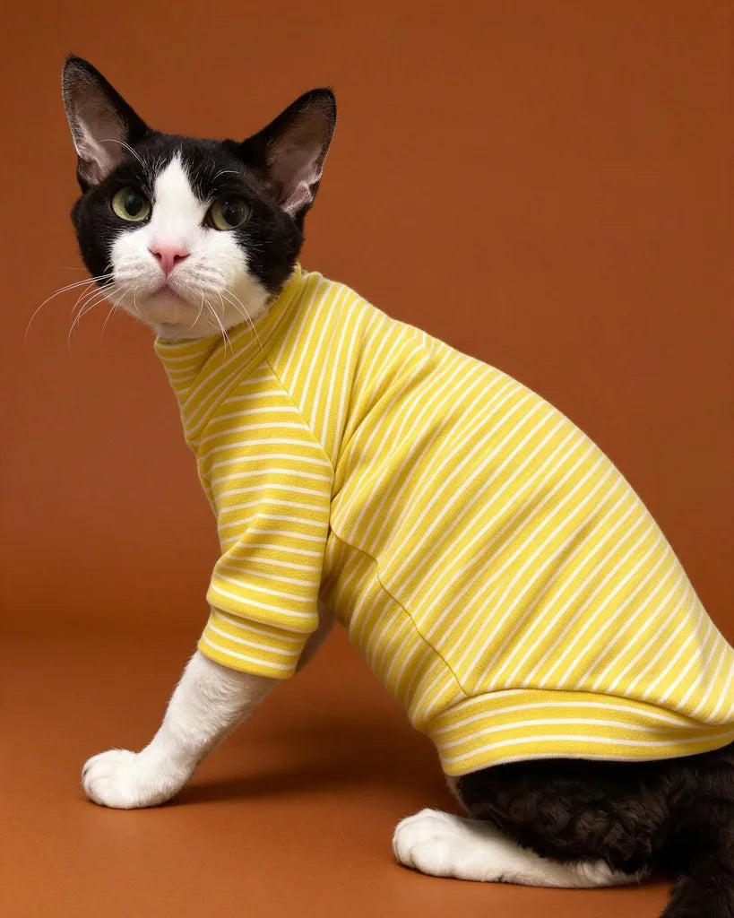 Sphynx cat wearing striped turtleneck sweater