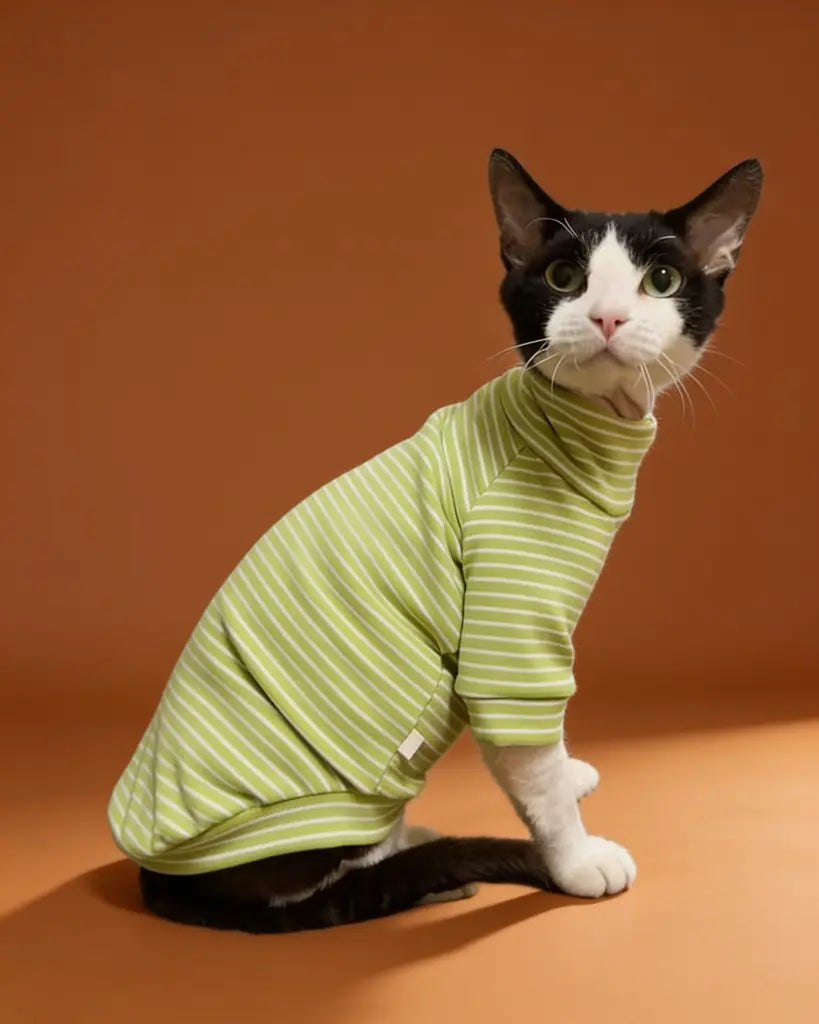 Sphynx cat wearing striped turtleneck sweater