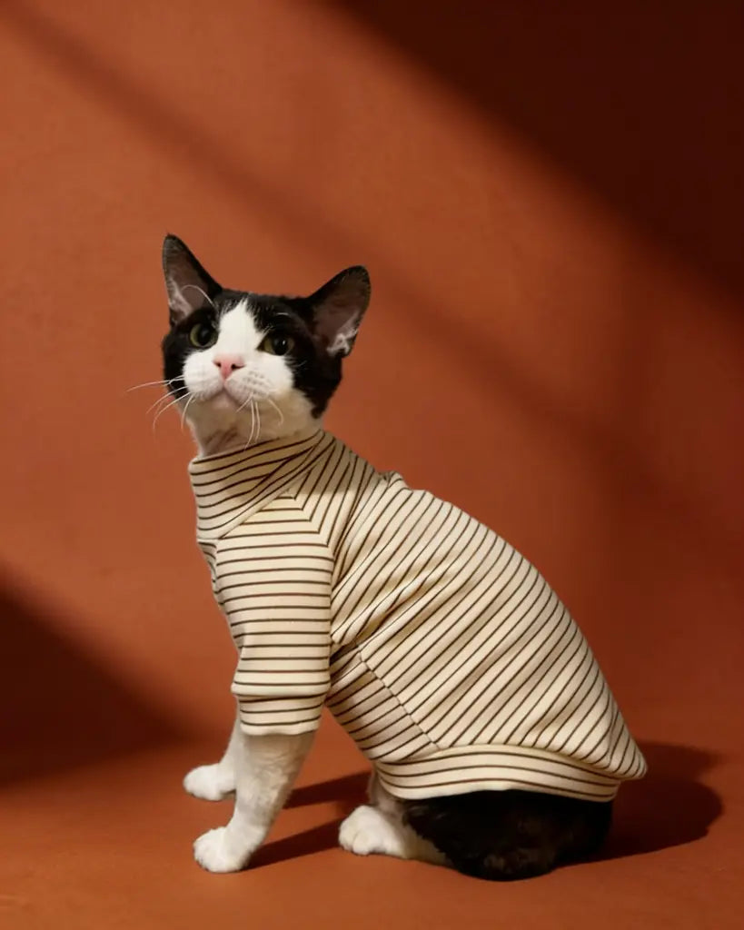 Sphynx cat wearing striped turtleneck sweater