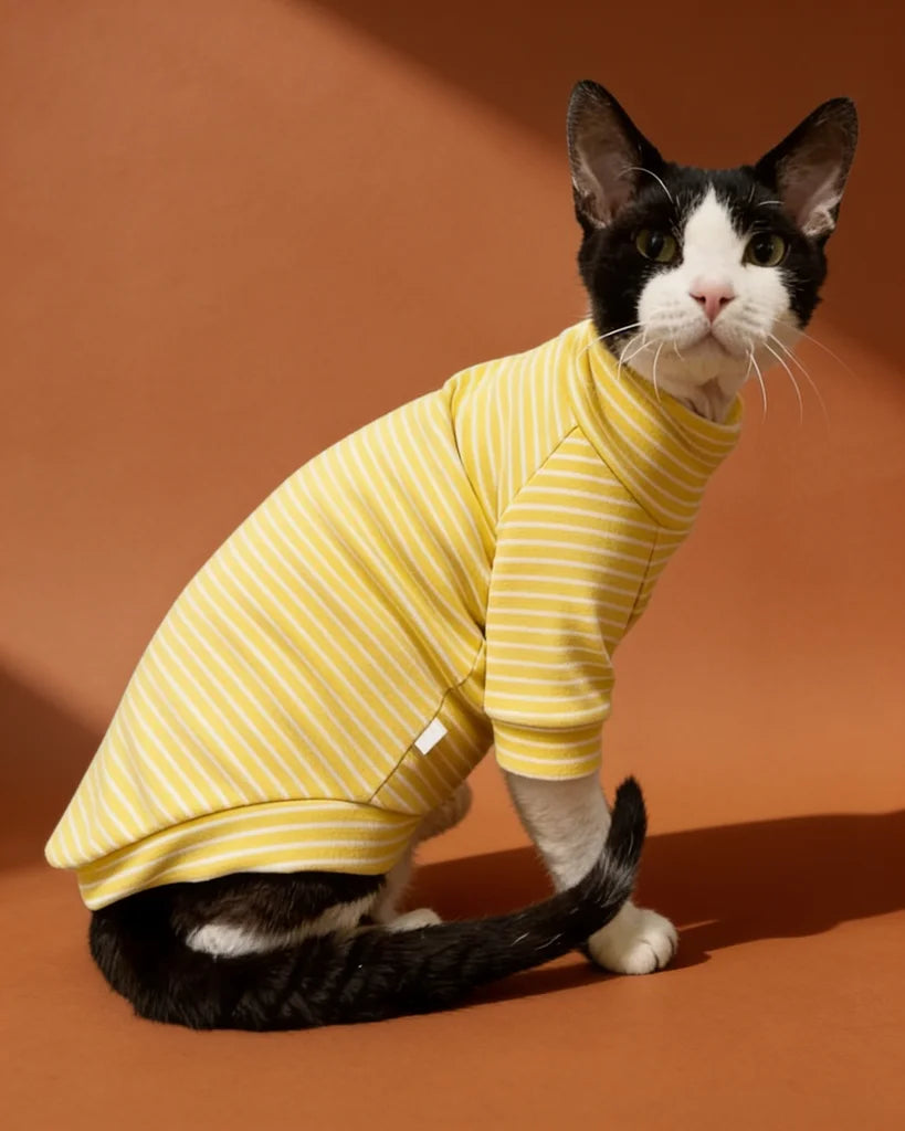 Sphynx cat wearing striped turtleneck sweater