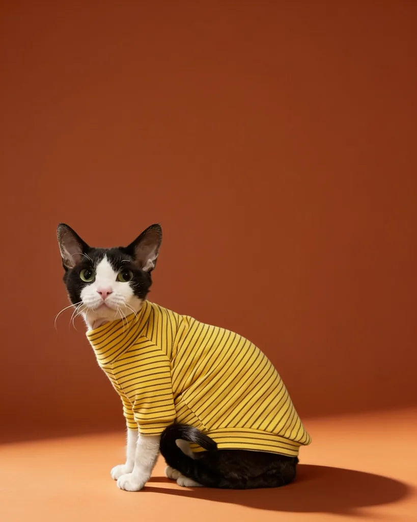 Sphynx cat wearing striped turtleneck sweater
