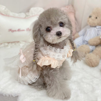 chiffon princess dress pet cute dress