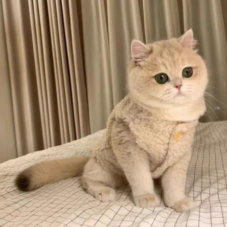 Classic Fleece Cat Jacket Sphynx Sweater