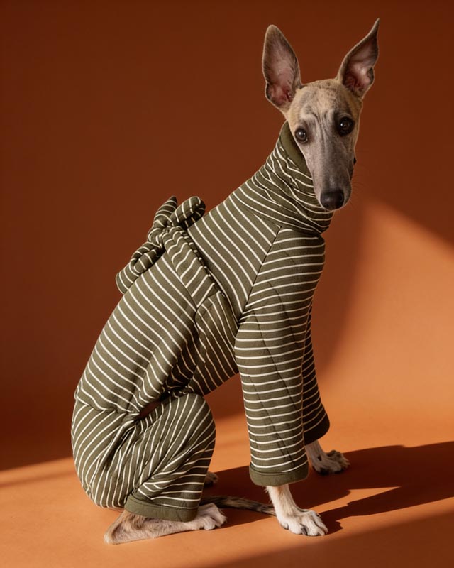 Striped Protective Belly and Chest Onesies for Italian Greyhound and Whippet CityBear