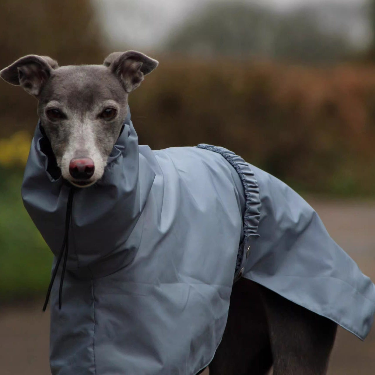Dog wearing a light blue raincoat with a blurred natural background