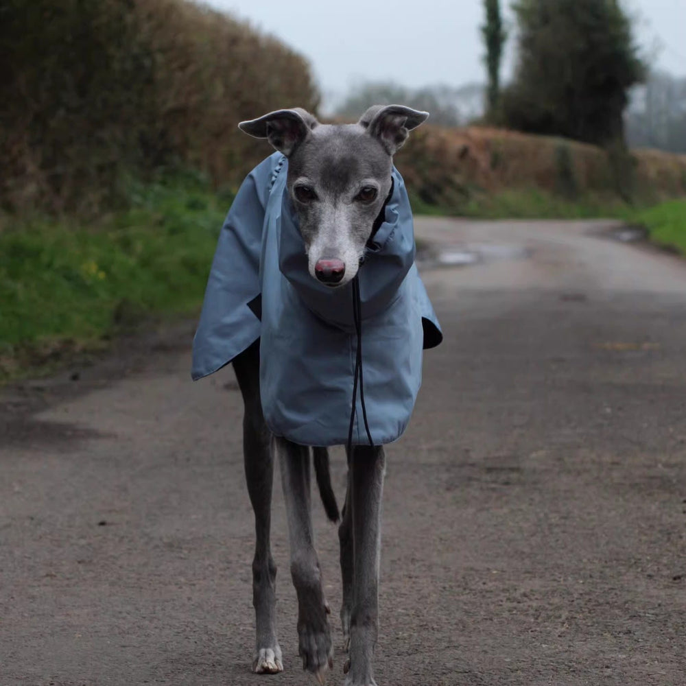 Dog wearing a light blue raincoat on a path with greenery in the background